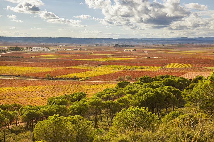 The municipality of Requena offers a wide range of oenological experiences, including visits to vineyards and wineries, Utiel-Requena D.O. wine tastings, and much more The municipality of Requena offers a wide range of oenological experiences, including visits to vineyards and wineries, Utiel-Requena D.O. wine tastings, and much more