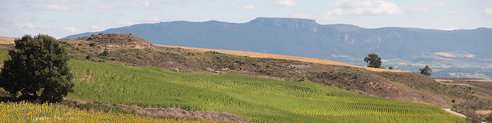 : Entre julho e agosto, as paisagens em redor da capital da região de La Bureba são tingidas de dourado © Burgos Turismo