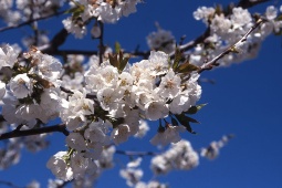 Cherry blossoms in the Jerte Valley