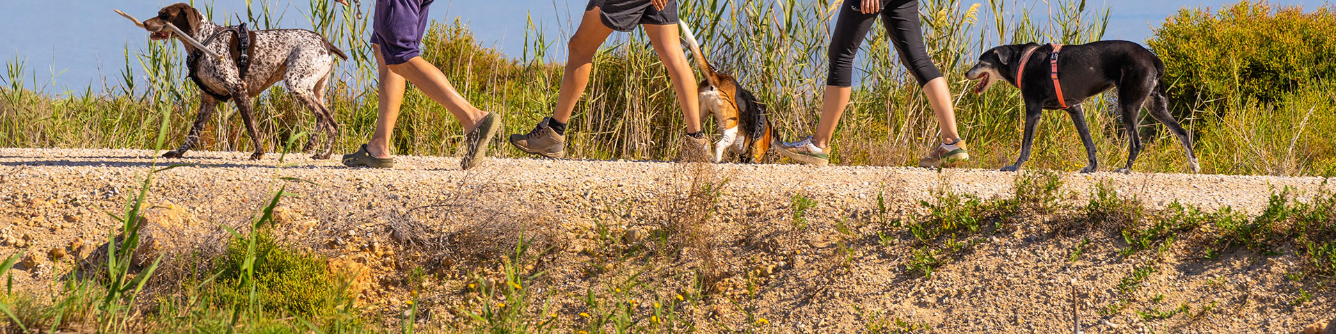 Monet Pohjois-Espanjan maakunnat tarjoavat matkailijoille mahdollisuuden tutustua upeisiin luontokohteisiin ja rantoihin yhdessä koiriensa kanssa.