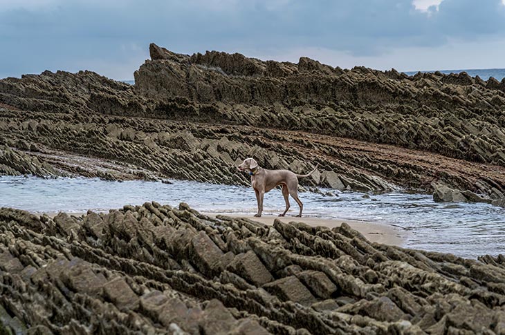 Rannat kuten Itzurun (Zumaia, Guipúzcoa) sallivat koirille pääsyn sesongin ulkopuolella, syyskuun puolivälistä kesäkuun puoliväliin Rannat kuten Itzurun (Zumaia, Guipúzcoa) sallivat koirille pääsyn sesongin ulkopuolella, syyskuun puolivälistä kesäkuun puoliväliin