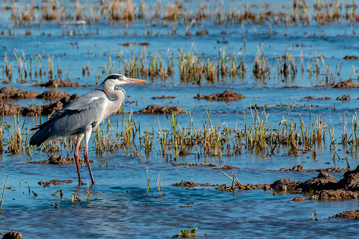 El Parque Natural de la Albufera (Valencia) es un paraíso ornitológico en el que se refugian más de 300 especies de aves como la garza real (en imagen)