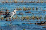 El Parque Natural de la Albufera (Valencia) es un paraíso ornitológico en el que se refugian más de 300 especies de aves como la garza real (en imagen) El Parque Natural de la Albufera (Valencia) es un paraíso ornitológico en el que se refugian más de 300 especies de aves como la garza real (en imagen)