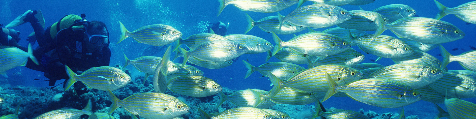 Diving in the Balearic Islands offers the chance to explore marine reserves and connect with nature