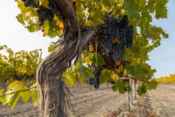 Wijngaarden in Campo de Borja, een van de drie oorsprongsbenamingen in de provincie Zaragoza Wijngaarden in Campo de Borja, een van de drie oorsprongsbenamingen in de provincie Zaragoza