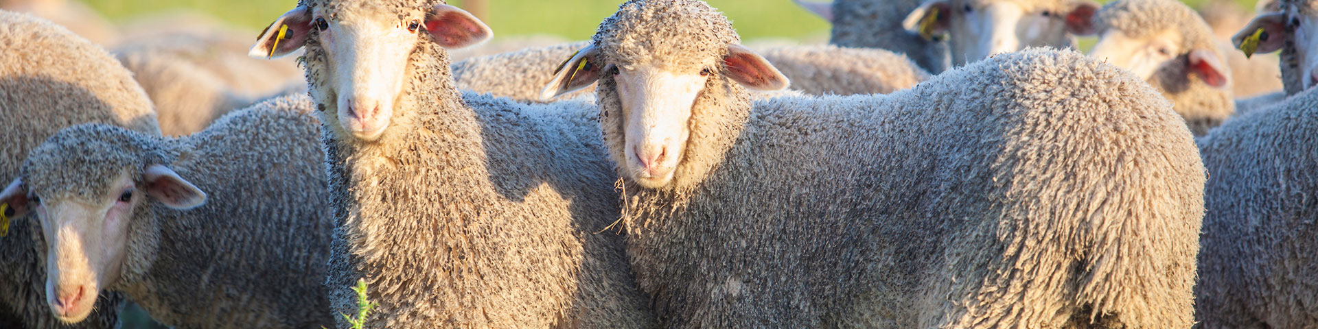The Caminos de la Merina offers travelers a unique route celebrating shepherding culture