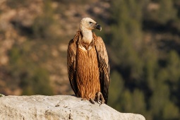The Sierra de Mariola route offers the chance to spot griffon vultures