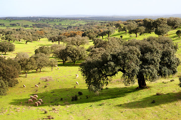 Merino sheep grazing in the Extremadura dehesa