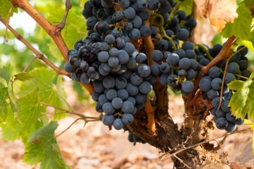 Cariñena es una de las denominaciones de origen más antiguas