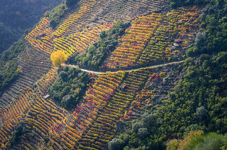 Aerial view of the Ribeira Sacra vineyards