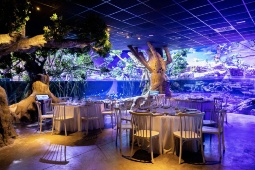 Mangroveillallinen, yksi Sevillan akvaarion tarjoamista kokemuksista, joka sijaitsee vain 15 minuutin kävelymatkan päässä keskustasta © Sevillan akvaariosta