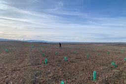 Vain puolessa vuodessa “Casual Forest” kattaa jo lähes hehtaarin alueen ja kasvaa noin kolmella uudella puulla päivässä. Se on tähän mennessä sitonut kolme tonnia hiilidioksidia © Casual Hotels