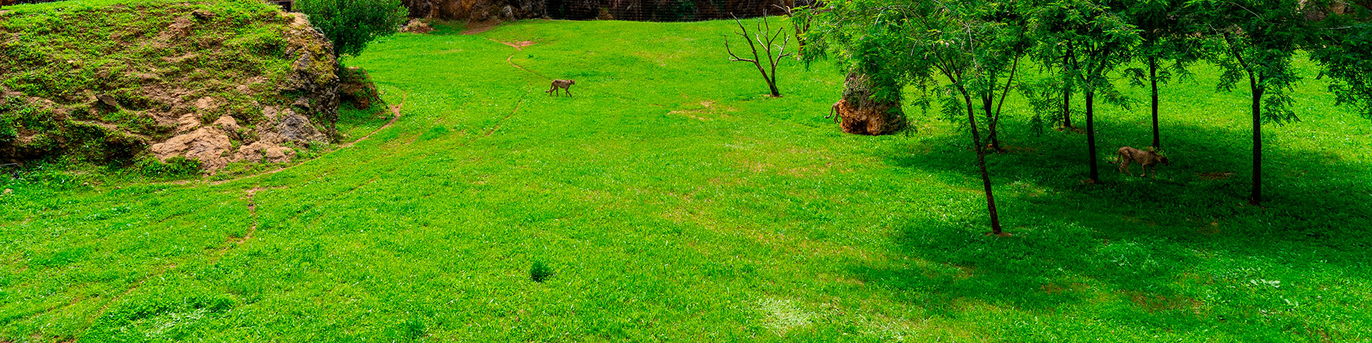 The Cabárceno Nature Park (Cantabria) is designed with an educational, cultural, scientific, and recreational vocation, establishing itself as one of the major tourist attractions in northern Spain in its own right