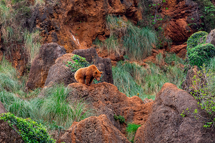 Life in Cabárceno unfolds in the most natural environment possible for the animals residing there. Apart from the food provided to them, all other activities are marked by their almost total freedom and instinct