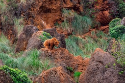 Life in Cabárceno unfolds in the most natural environment possible for the animals residing there. Apart from the food provided to them, all other activities are marked by their almost total freedom and instinct