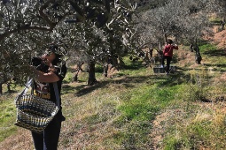 En jord til bord-oplevelse i Casar de Palomero (Cáceres) – fra høsten af olivenfrugten til dens forvandling til olie. En jord til bord-oplevelse i Casar de Palomero (Cáceres) – fra høsten af olivenfrugten til dens forvandling til olie.