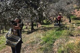 En jord til bord-oplevelse i Casar de Palomero (Cáceres) – fra høsten af olivenfrugten til dens forvandling til olie.