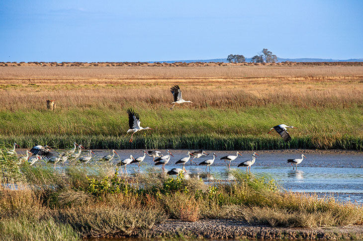 A flock of white storks in Doñana National Park