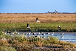 En flock vitstorkar i Doñana nationalpark En flock vitstorkar i Doñana nationalpark