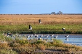 A flock of white storks in Doñana National Park A flock of white storks in Doñana National Park