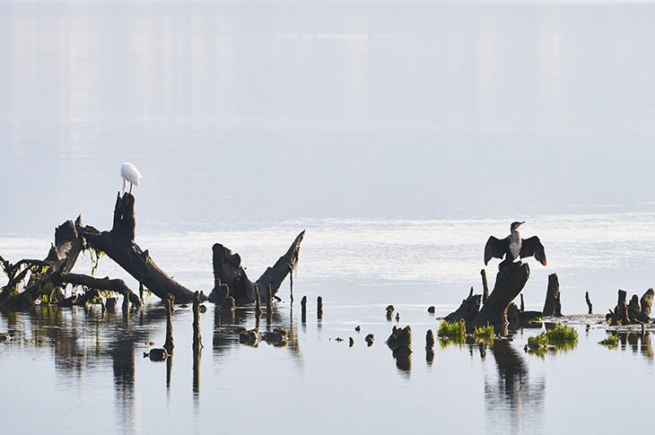 Cormorant and grey heron in the Santoña, Victoria, and Joyel marshes (Cantabria)