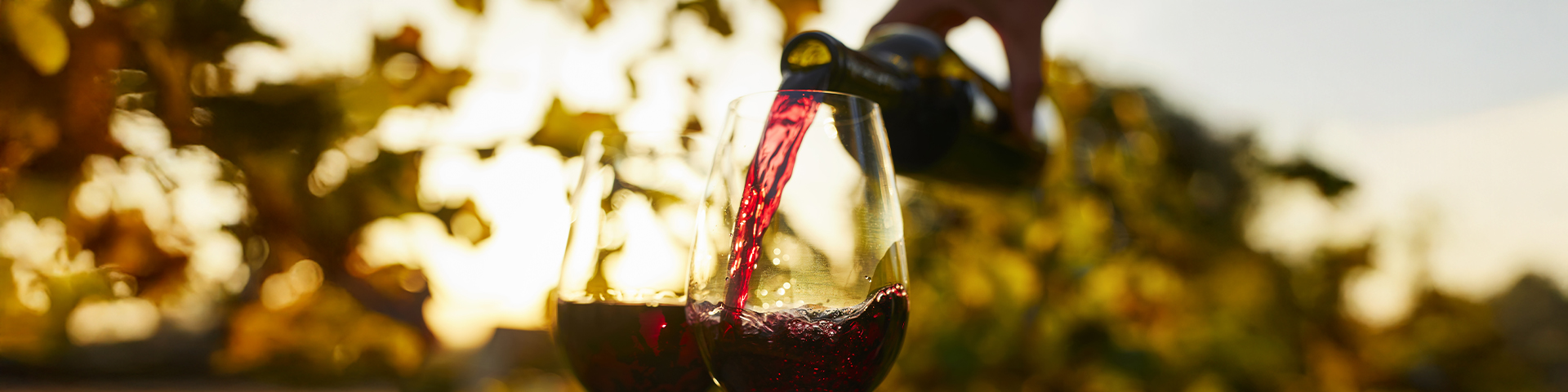 Cata de vino tinto entre viñedos, una experiencia ligada al enoturismo y a la cultura vitivinícola.