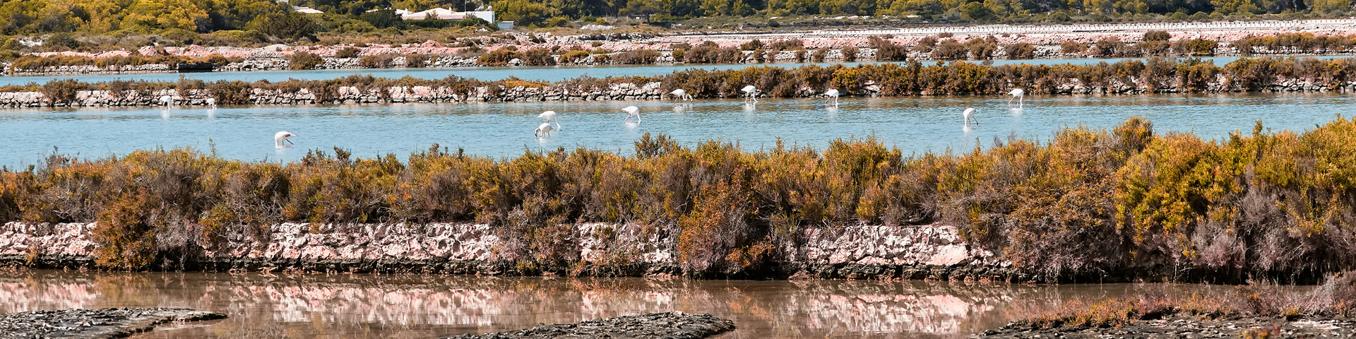 Flamingos at the Ses Salines Nature Park in Ibiza (Balearic Islands, Spain), one of the best-recommended spots for birdwatching and hiking