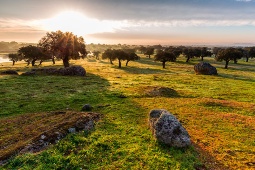 Sunrise in the meadow of Arroyo de Luz