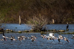 Flocks of birds flying over the water in the famous S’Albufera Nature Park reserve (Mallorca, Balearic Islands)