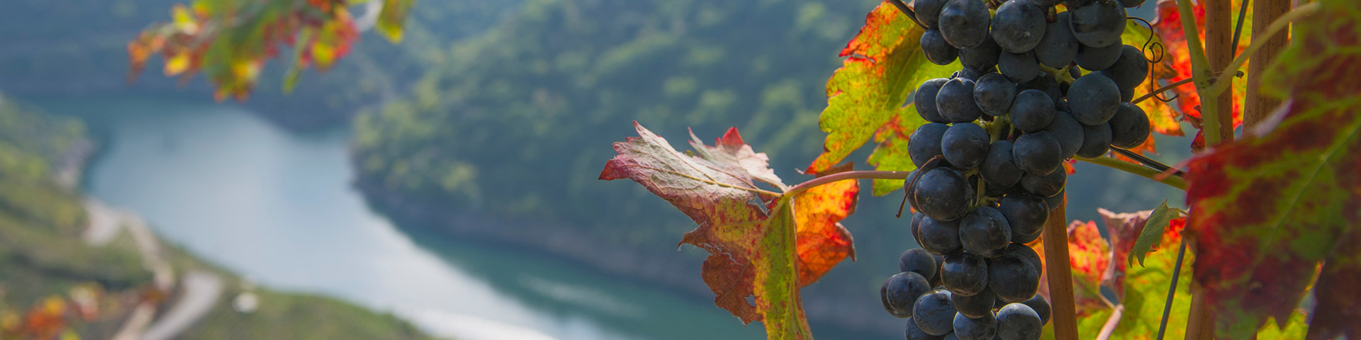 The hillsides of the Miño and Sil valleys covered with terraced vineyards, their canyons, and the many monasteries in the area shape the landscape and characterize the Ribeira Sacra Wine Route