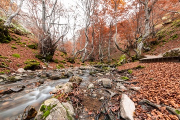 Imagen del Faedo de Ciñera, reconocido como el bosque mejor conservado de España en el año 2007