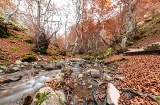 Der Faedo de Ciñera wurde 2007 als der am besten erhaltene Wald Spaniens ausgezeichnet