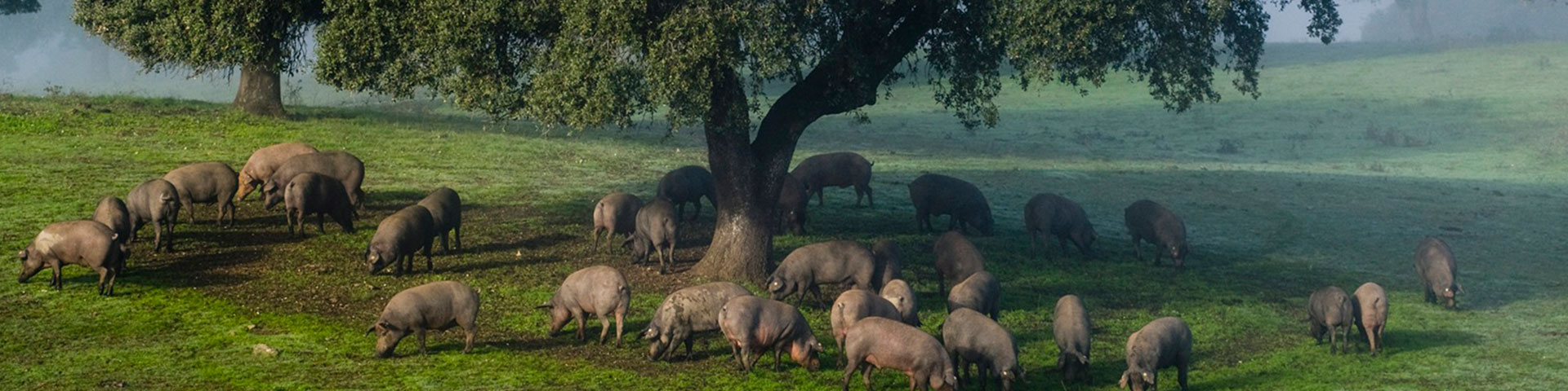 Des spécimens de porc ibérique en train de faire la montanera – la phase finale de l’élevage – à Hábitat Cigüeña Negra, qui fait partie de la Route de l’Ibérique « Dehesa de Estrémadure »