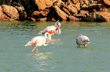 Flamingos at sunset in the famous wetlands of San Pedro del Pinatar Flamingos at sunset in the famous wetlands of San Pedro del Pinatar