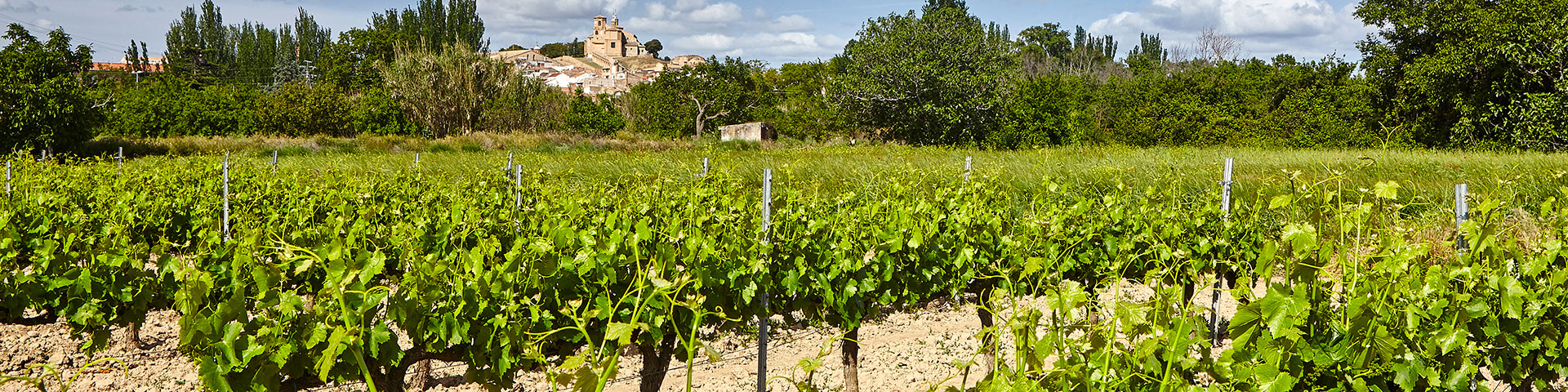 Vineyards of the Ribera Alta, Navarre