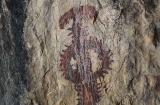 Sima de la Serreta cave in Cieza (Murcia). Semi-naturalistic figure belonging to the Schematic rock-art style Sima de la Serreta cave in Cieza (Murcia). Semi-naturalistic figure belonging to the Schematic rock-art style