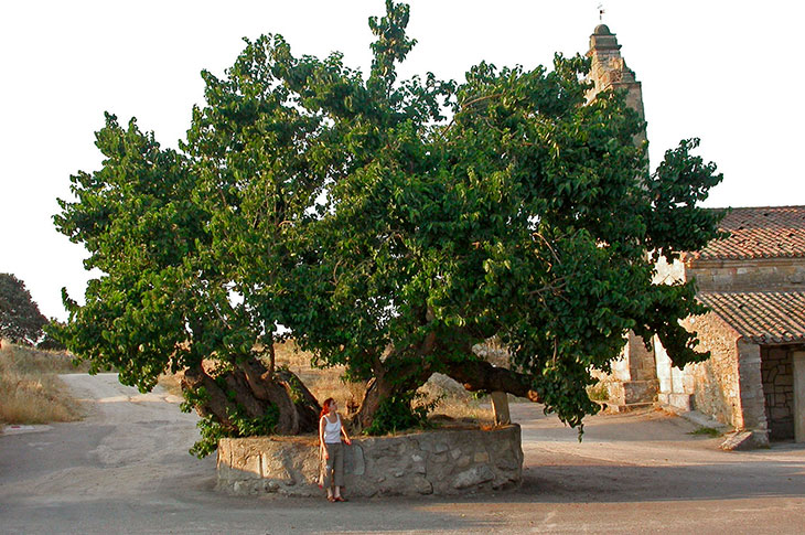 The mulberry tree of Salamanca, considered the largest in Spain, is located in San Pelayo de Guareña
