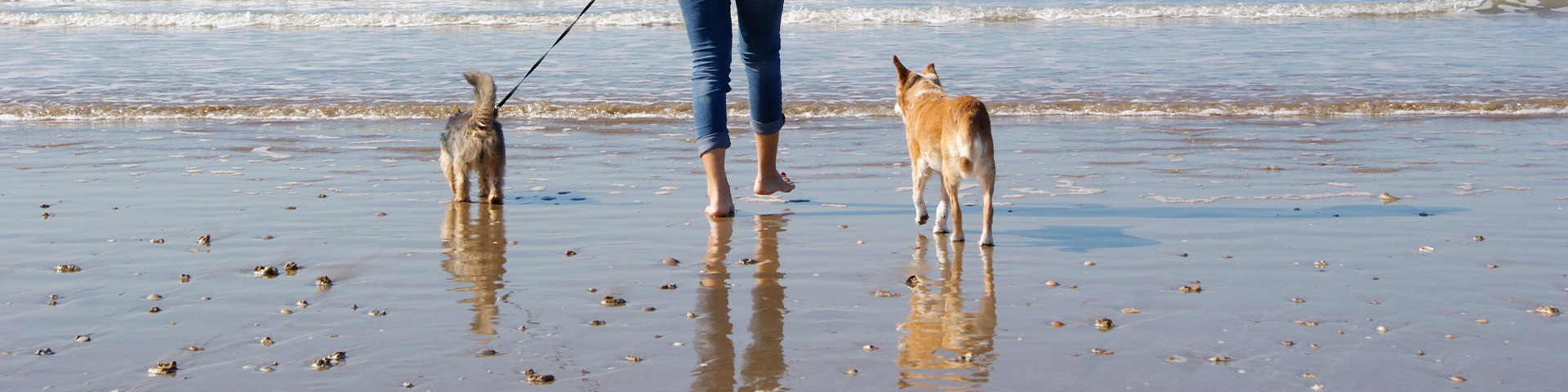 Andalusia is one of the Spanish regions with the highest number of beaches equipped for pet access