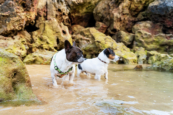 Eight beaches in Cantabria (Los Molinucos, Arcisero, La Maza, El Puntal, La Riberuca, Muelle Oriñón, Cala Cargadero Mioño, and Arenal del Jortín) allow dog access under specific conditions
