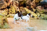 Eight beaches in Cantabria (Los Molinucos, Arcisero, La Maza, El Puntal, La Riberuca, Muelle Oriñón, Cala Cargadero Mioño, and Arenal del Jortín) allow dog access under specific conditions Eight beaches in Cantabria (Los Molinucos, Arcisero, La Maza, El Puntal, La Riberuca, Muelle Oriñón, Cala Cargadero Mioño, and Arenal del Jortín) allow dog access under specific conditions