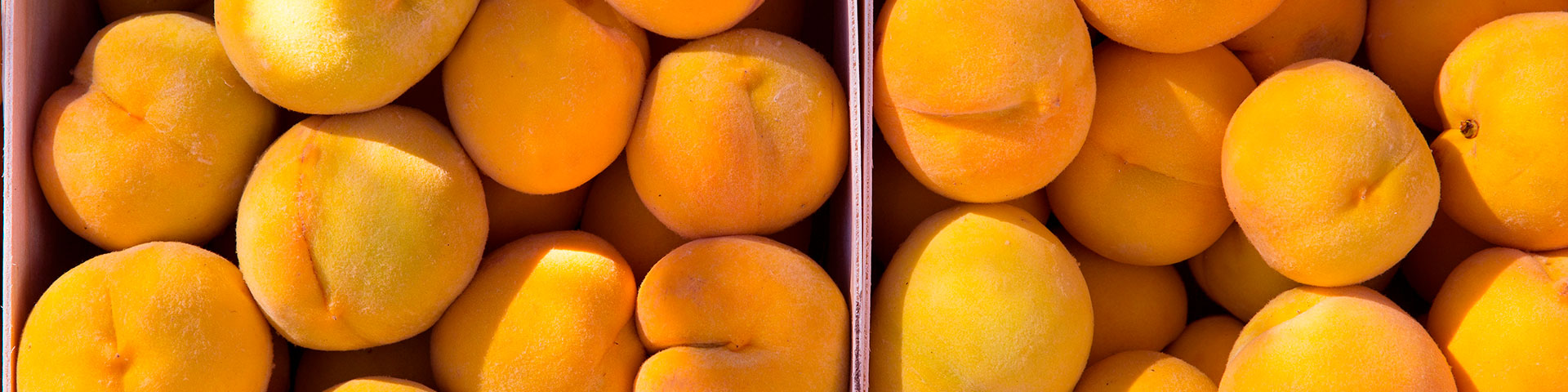 Brzoskwinia z gminy Calanda jest wyjątkowa ze względu na kolor, smak i późny zbiór, a ponadto posiada certyfikat Chronionej Nazwy Pochodzenia