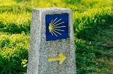 Peregrinación de vieiras amarillas a la ciudad de Santiago de Compostela. Hito del Camino de Santiago