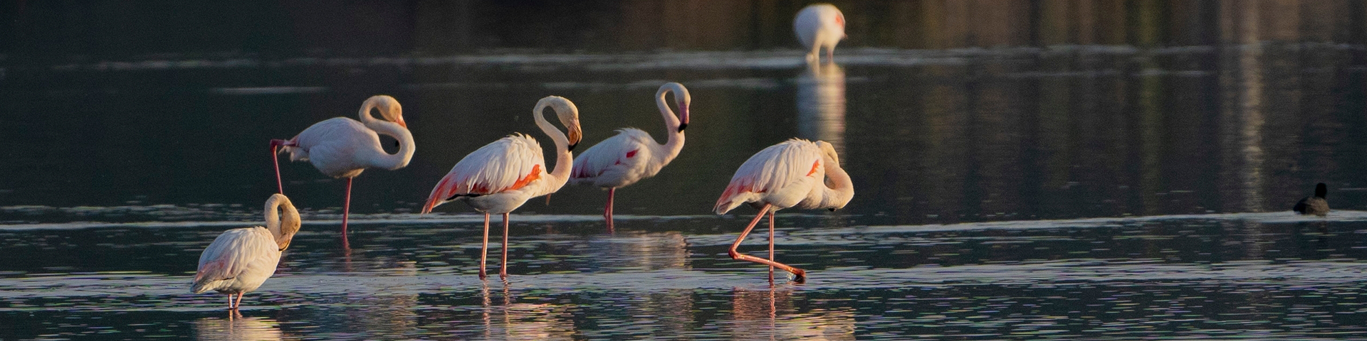 Flamencos en Ses Salines de Mongofra, Menorca