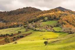 Peloño-skoven i Parque Natural de Ponga Peloño-skoven i Parque Natural de Ponga