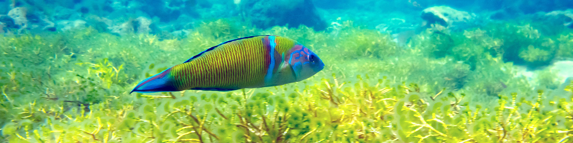 Seabed of Las Canteras, on the island of Gran Canaria