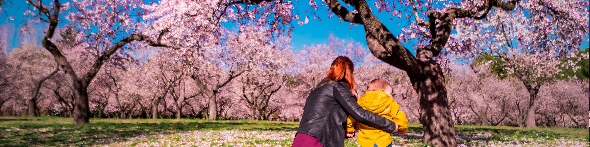 The almond trees in bloom are one of the great natural attractions of the Quinta de los Molinos, a park with vast wooded areas that is also home to eucalyptus, olive, and pine trees. Since December 2025, it has been declared a Cultural Heritage Site in the Historical Heritage category