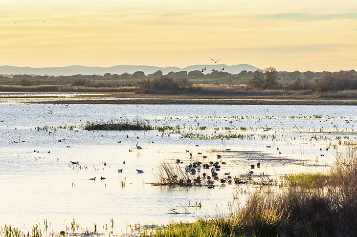 Vista de las Tablas de Daimiel, uno de los humedales más valiosos de Castilla-La Mancha y refugio de numerosas aves acuáticas.