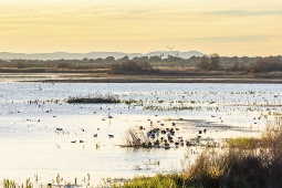 Vista de las Tablas de Daimiel, uno de los humedales más valiosos de Castilla-La Mancha y refugio de numerosas aves acuáticas.