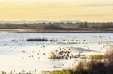 Vista de las Tablas de Daimiel, uno de los humedales más valiosos de Castilla-La Mancha y refugio de numerosas aves acuáticas. Vista de las Tablas de Daimiel, uno de los humedales más valiosos de Castilla-La Mancha y refugio de numerosas aves acuáticas.
