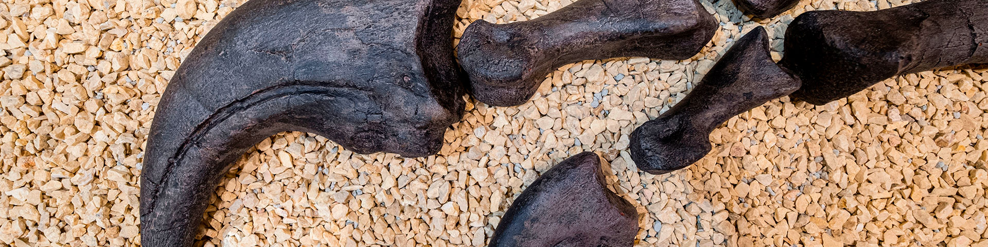 Claw of a Baryonyx Walkeri (spinosaurid theropod) at the La Rioja Paleontological Interpretation Center (Igea)